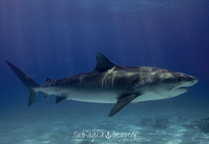 Female Tiger Shark - Tiger Beach, Bahamas by Jan Morton 